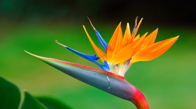 Nếu tiếp xúc hoặc ăn hoa hay hạt thiên điểu, chất độc sẽ đi vào cơ thể qua đường miệng làm xói mòn, tác động mạnh tới đường ruột và gây ra tiêu chảy. Thậm chí, chỉ cần tiếp xúc lâu với cánh hoa, ngay tức thì bạn sẽ thấy chóng mặt và buồn nôn.