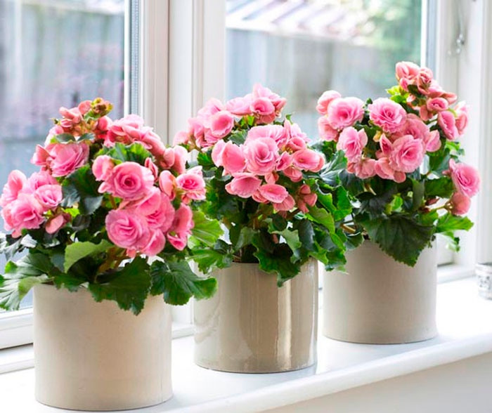 Hoa đỗ quyên: Đỗ quyên là loài hoa có màu sắc đa dạng, lá và mật hoa của loại cây này lại có độc. Chẳng may ăn phải những chiếc lá xanh của chúng, môi của bạn sẽ bị nóng rát. Nếu ăn nhiều bạn sẽ bị bỏng rộp, nôn mửa, tiêu chảy…