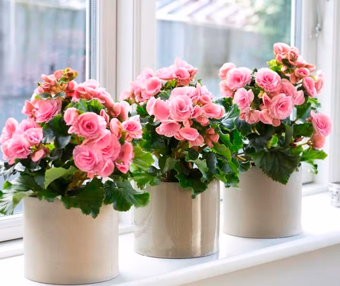 Hoa đỗ quyên: Đỗ quyên là loài hoa có màu sắc đa dạng, lá và mật hoa của loại cây này lại có độc. Chẳng may ăn phải những chiếc lá xanh của chúng, môi của bạn sẽ bị nóng rát. Nếu ăn nhiều bạn sẽ bị bỏng rộp, nôn mửa, tiêu chảy…