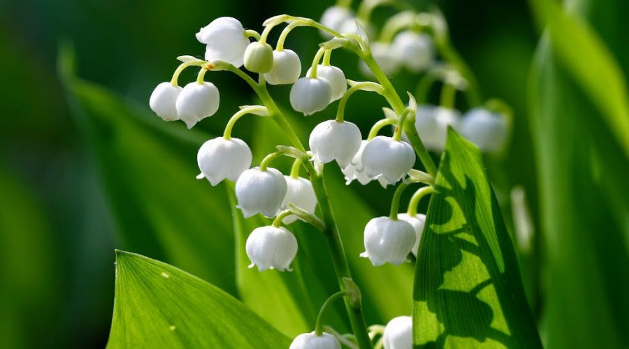 Hoa lan chuông cũng là một loài hoa độc hại cần thận trọng. Chất độc có ở mọi nơi, từ đỉnh của hoa cho tới vùng nước chúng nằm ở đó. Nếu ăn nhiều, bệnh nhân có thể bị nôn nửa, đau miệng, đau bụng, tiêu chảy và bị co giật, loạn nhịp tim.