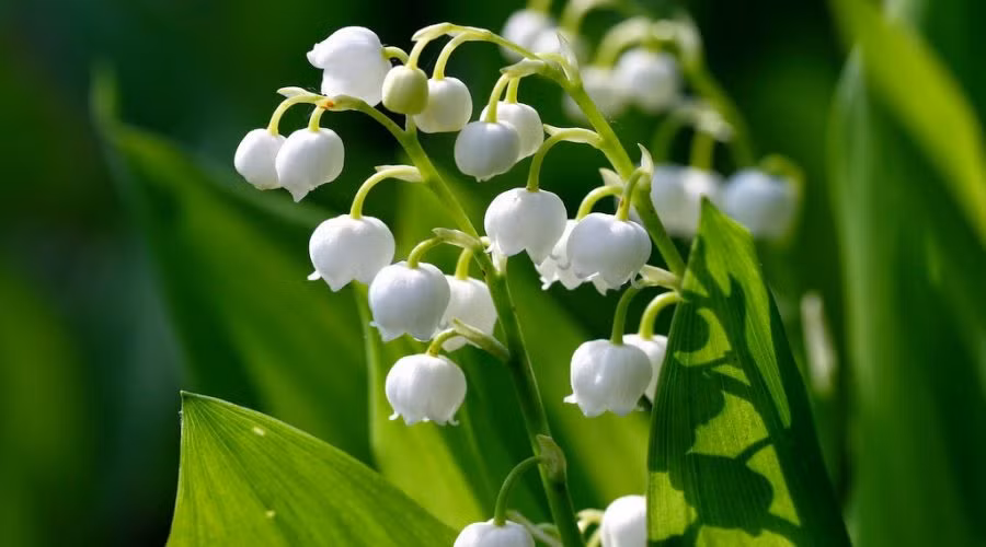 Hoa lan chuông cũng là một loài hoa độc hại cần thận trọng. Chất độc có ở mọi nơi, từ đỉnh của hoa cho tới vùng nước chúng nằm ở đó. Nếu ăn nhiều, bệnh nhân có thể bị nôn nửa, đau miệng, đau bụng, tiêu chảy và bị co giật, loạn nhịp tim.