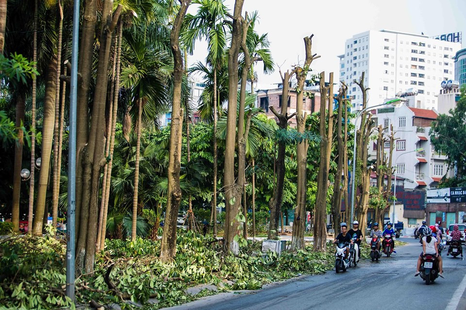 100 cay hoa sua di tu ho Tay len bai rac Nam Son vi ly do dac biet nay