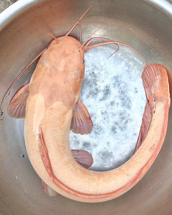 Ngay Tet ra dong bua luoi, bat duoc ca tre vang dai hon nua met