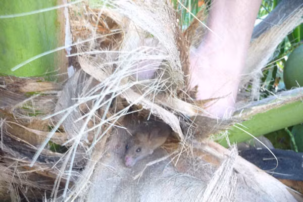 Loài chuột này sinh sống trên cây dừa, hút hết các chất béo ngậy từ quả dừa tươi nên thịt chuột dừa cũng thơm ngon và săn chắc hơn.