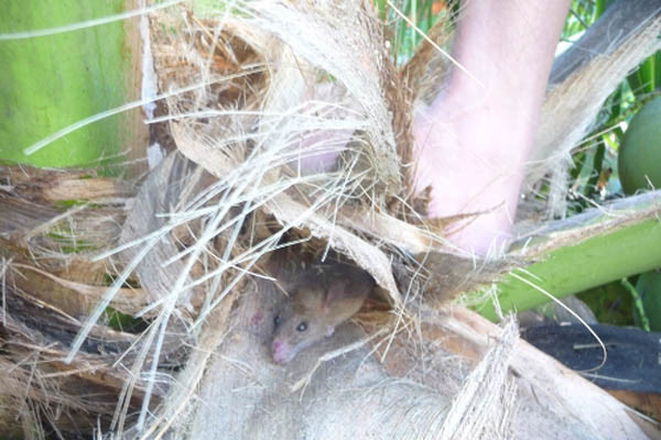 Loài chuột này sinh sống trên cây dừa, hút hết các chất béo ngậy từ quả dừa tươi nên thịt chuột dừa cũng thơm ngon và săn chắc hơn.