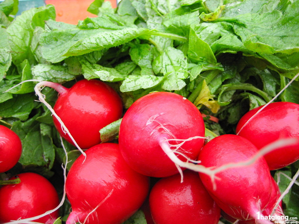 Củ cải đỏ chống táo bón và trĩ cực tốt. Lượng chất xơ giàu có trong củ cải giúp cho các chất thải tống ra khỏi ruột dễ dàng hơn. Ngoài việc giúp cho chuyển động của ruột tốt, củ cải còn chứa một số dưỡng chất rất tốt cho ruột kết. Betacyanin, thành phần làm nên màu đỏ tía của củ cải được chứng minh là có khả năng chống ung thư, đặc biệt là ung thư ruột kết.