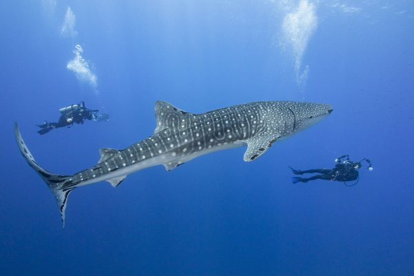 Run so tho lan “sap” bi ca map voi nuot chung-Hinh-3