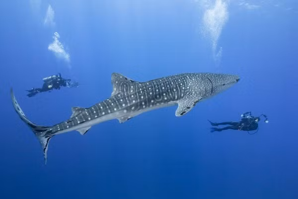 Run so tho lan “sap” bi ca map voi nuot chung-Hinh-3