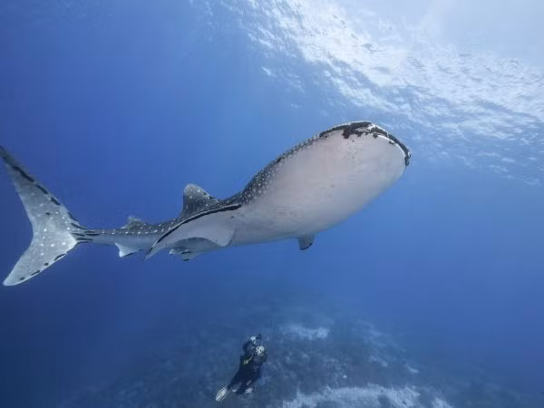 Run so tho lan “sap” bi ca map voi nuot chung-Hinh-4