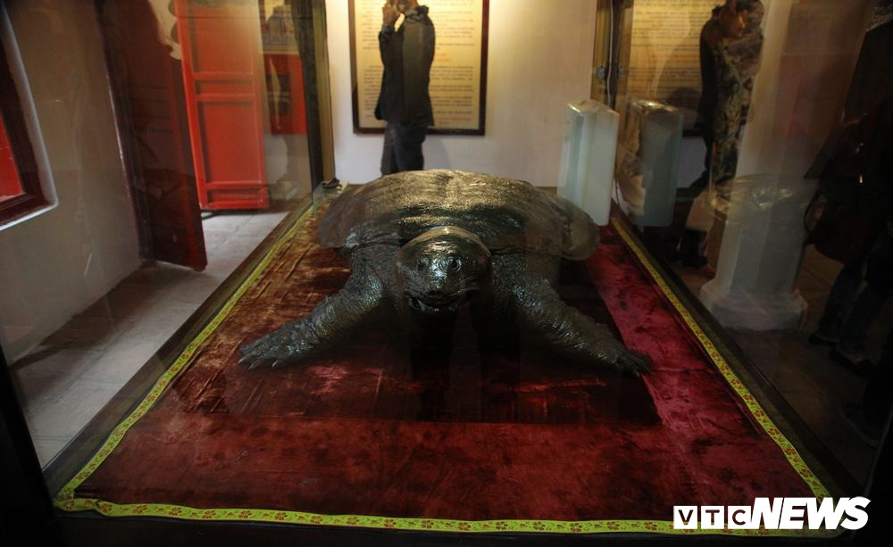 Ngoài cụ rùa vừa mới chuyển tới, đền Ngọc Sơn vẫn còn lưu giữ một tiêu bản cụ rùa khác từ năm 1968. Lúc đó, cụ rùa này có cân nặng 250kg, chiều dài 2,10m, chiều rộng 1,2m.