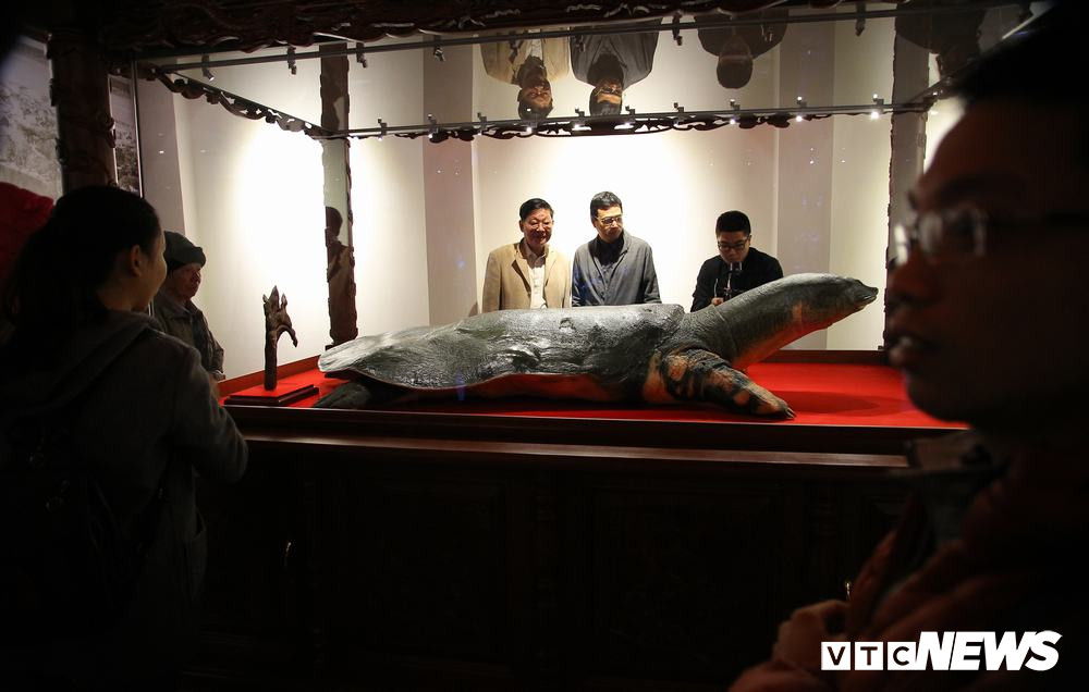 Đây là tiêu bản cụ rùa Hồ Gươm chết hồi tháng 1/2016. Sau 3 năm, dưới sự hỗ trợ của các chuyên gia từ Đức, việc phục chế xác rùa đã thành công.