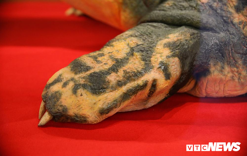 Phần chân, các móng của rùa được giữ nguyên bản.