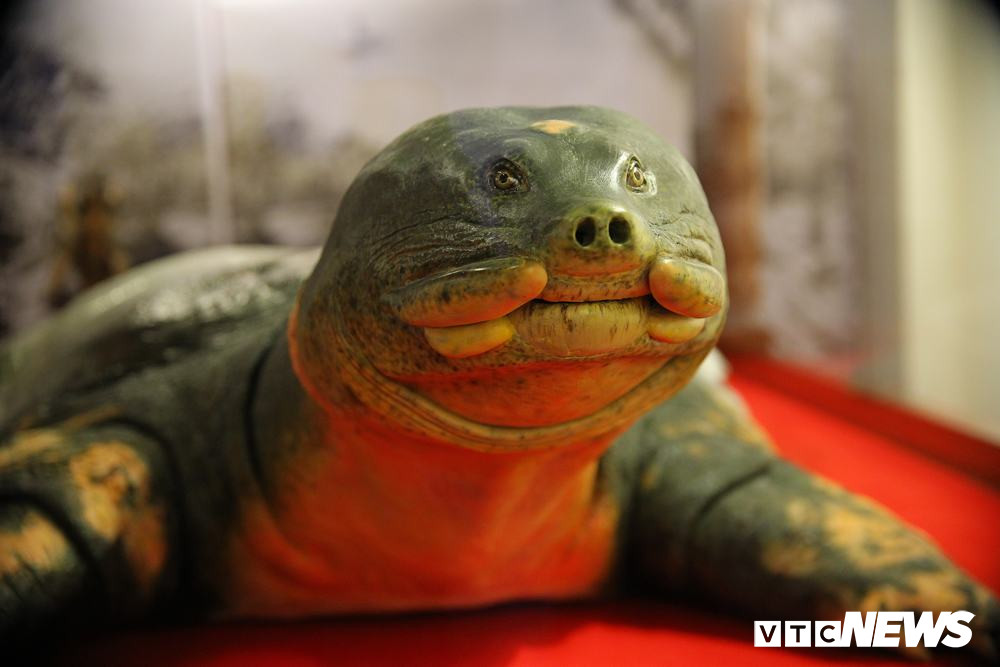 Mẫu rùa Hồ Gươm có kích thước dài 2,08m, rộng 1,1m. Nhiều người khi nhìn thấy không khỏi trầm trồ trước độ chi tiết sau khi phục chế.