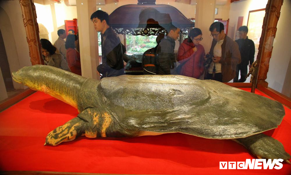 Được biết, các chuyên gia Đức đã thực hiện 4 đợt chế tác mẫu rùa Hồ Gươm theo công nghệ nhựa hóa của CHLB Đức. Phương pháp này cũng giúp giữ được nguyên vẹn mẫu vật (cả phần xương, sụn) sát thực nhất với mẫu sống, không để lại mùi và có độ bền cao. Mẫu vật khi hoàn thành được đánh giá là giữ nguyên được thần thái cụ rùa Hồ Gươm khi còn sống.