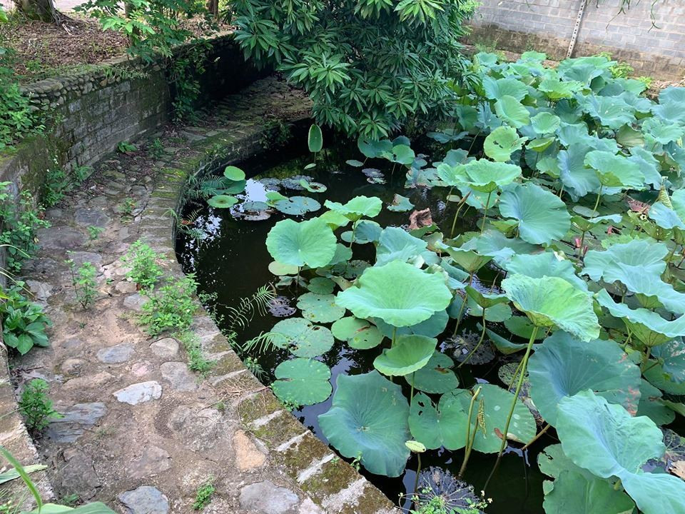 Trong vườn nhà còn có một ao sen nhỏ tạo không khí tươi mát, trong lành.