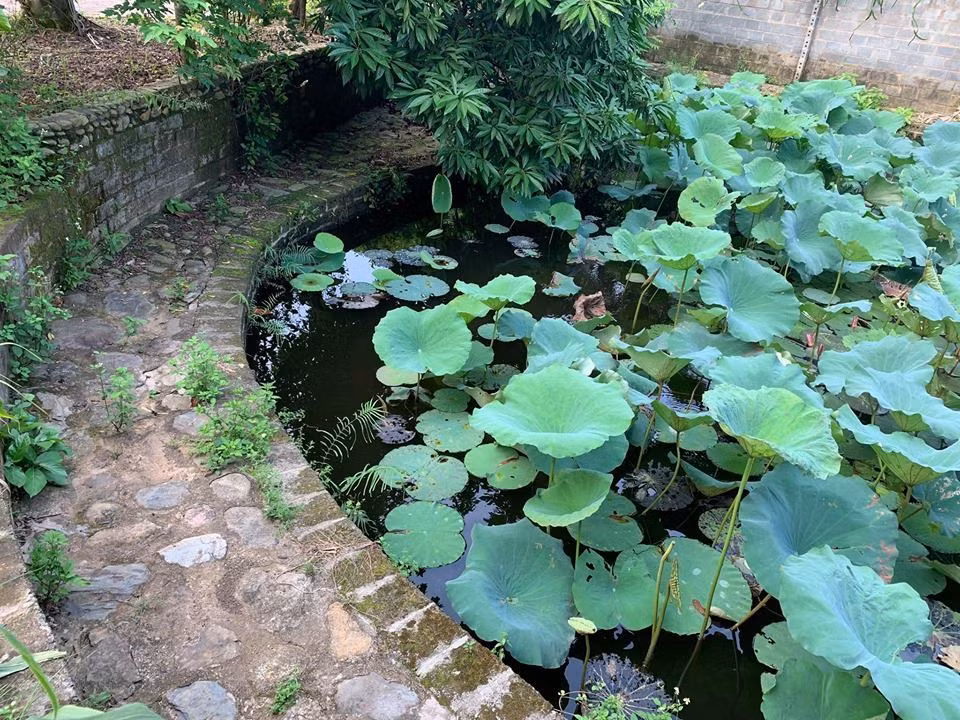 Me man nha vuon 1.300m2 cua Hong Dang ngap cay an qua-Hinh-8