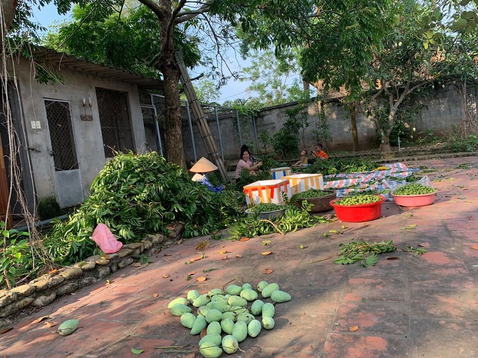 Lượng rau quả sạch thu được theo mùa khá nhiều nên vợ chồng diễn viên Hồng Đăng chia cho bạn bè, người thân.