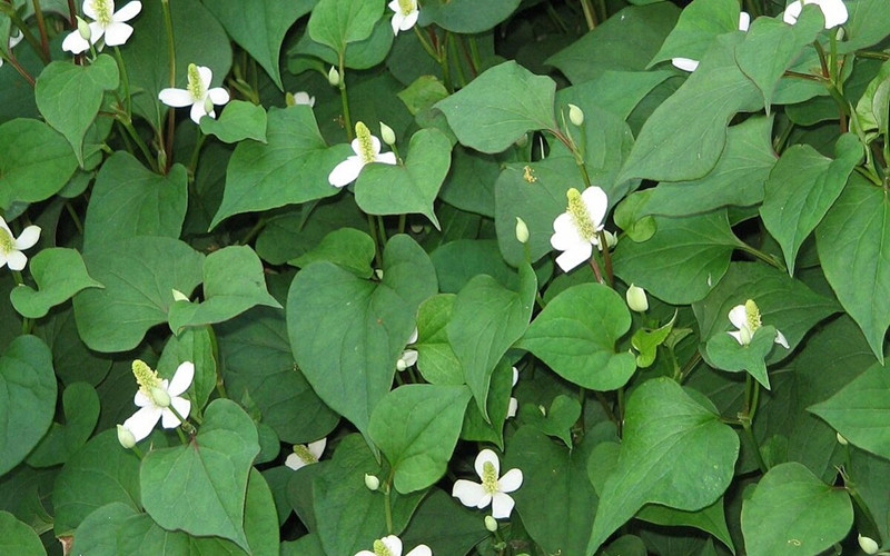 Rau diếp cá: Tính lạnh, vị cay của diếp cá có công dụng thanh nhiệt giải độc rất thích hợp với những người bị các chứng viêm nhiễm, viêm túi mật và sỏi đường mật.