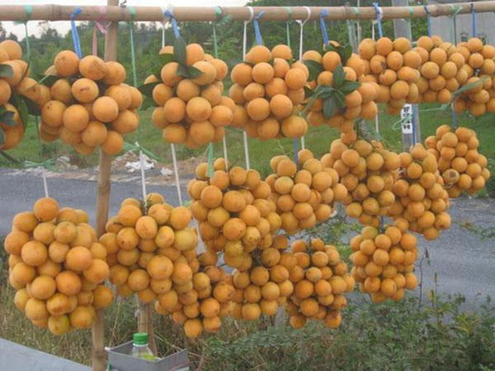 Thanh trà: Thanh trà có hai loại là quả chua và quả ngọt. Quả chua thì vỏ cứng, giòn, chấm muối ớt ăn cùng, hoặc vào mùa hè thì người ta thường dầm đường để làm thành nước giải khát chua ngọt. Còn quả ngọt thì vỏ mềm, thịt ngọt nước, có thể đem làm mứt. 