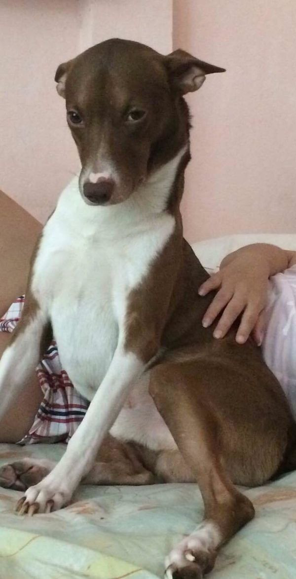 Con giap thu 13 khong dau xa, chinh la dua 4 chan ben canh