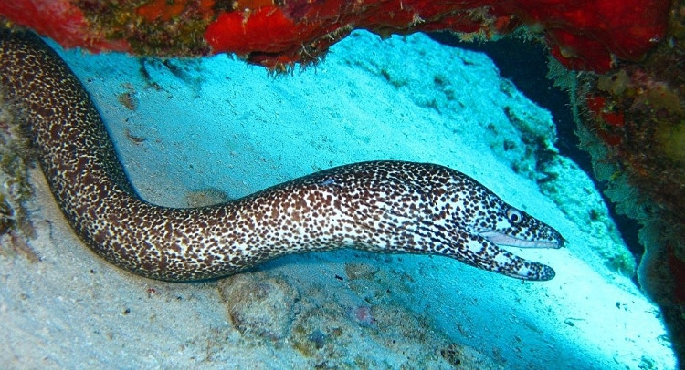 Chan dung luon dien manh nhat the gioi o Amazon