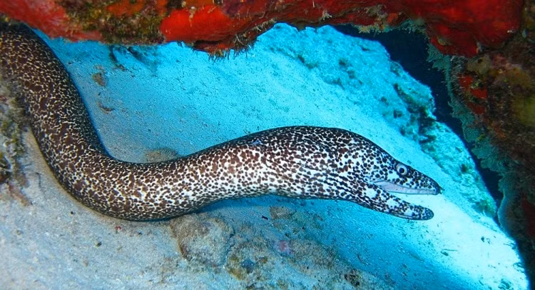 Chan dung luon dien manh nhat the gioi o Amazon