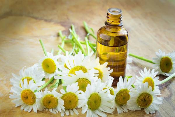 Tinh dầu hoa cúc: Để làm mặt nạ này, bạn cần có vaseline, 2 giọt tinh dầu hoa cúc. Làm nóng để vaseline tan chảy, cho vào 2 giọt tinh dầu hoa cúc trồn đều. Có thể cất hỗn hợp này vào lọ và lôi ra dùng cho những lần tiếp theo. Trước khi đi ngủ, làm sạch môi bằng khăn ấm và bôi mặt nạ này để qua đêm. Sáng ra, vệ sinh và rửa mặt bình thường, bạn sẽ cảm nhận được đôi môi căng mịn.