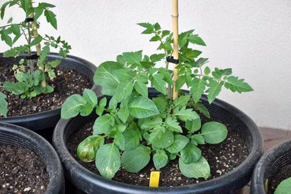 La doi cay ca chua “de” ra khoai tay, nhin phat me, an la ghien-Hinh-9