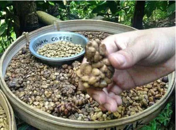 Cà phê chồn là một trong những loại cà phê đắt nhất thế giới được nhiều đại gia săn lùng. Tuy nhiên khi biết về nguồn gốc của loại thức uống này, nhiều người không muốn thưởng thức nó nữa.