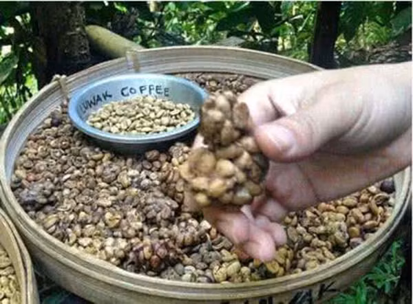 Cà phê chồn là một trong những loại cà phê đắt nhất thế giới được nhiều đại gia săn lùng. Tuy nhiên khi biết về nguồn gốc của loại thức uống này, nhiều người không muốn thưởng thức nó nữa.