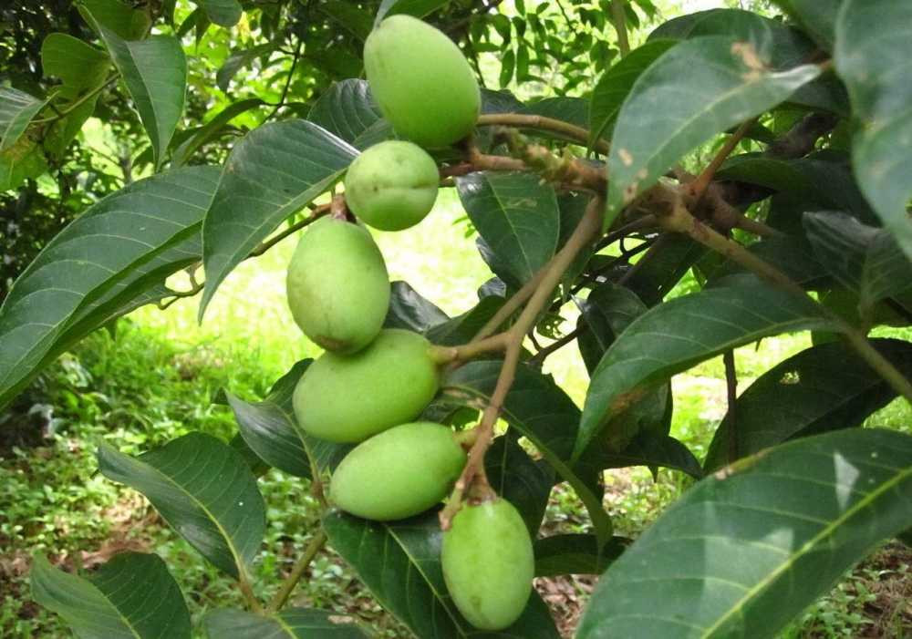 Trị đau nhức xương khớp: Vỏ trám hồng, cạo bỏ lớp bần bên ngoài, thái nhỏ, sắc nước uống, ngày 10 - 12g, chia 3 lần sau bữa ăn. Có thể thay vỏ bằng lá trám.