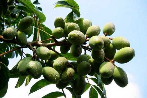 Trị đau răng, sâu răng: Quả trám đốt thành than, tán bột mịn, trộn với một ít xạ hương, rồi bôi vào chỗ răng đau. Hoặc lấy vỏ thân cây trám trắng cạo bỏ lớp vỏ đen bên ngoài, thái mỏng phơi khô, sắc lấy nước, ngậm 10 phút rồi nhổ đi. Ngày ngậm nhiều lần. Có thể phối hợp với rễ chanh, rễ cây trẩu hoặc rễ cà dại.