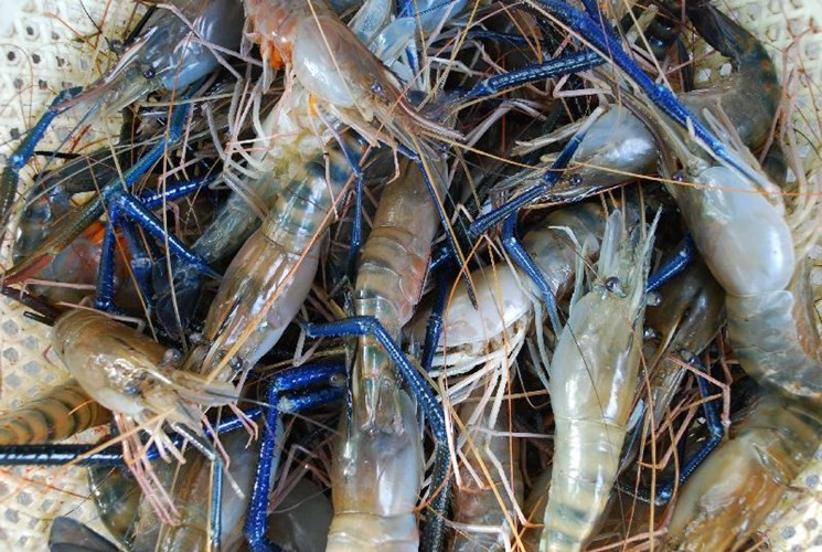 Tôm càng xanh 150g, sài hồ 10g, quế chi 10g, đậu xị 15g, gừng hành tỏi vừa đủ. Các vị thuốc cho vào túi, đổ nước vừa đủ rồi nấu với tôm chừng 20 phút, vớt tôm ra. Các vị kia xào thơm rồi cho tôm vào xào lại, thêm nước tinh bột vào thành nước sền sệt để ăn. Ngày ăn 1 lần, ăn trong 1 tháng.