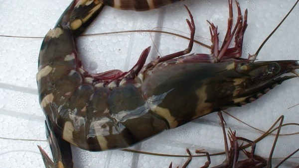 Tôm biển ngâm rượu: tôm biển 500 - 1.000g, dùng rượu xào chín, sau đó đem ngâm rượu, ngày uống 2 - 3 lần, mỗi lần 20 - 30ml. Dùng cho bệnh nhân liệt dương, giảm ham muốn "chuyện ấy".