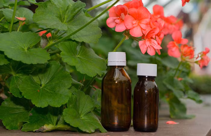 Tinh dầu phong lữ có rất nhiều lợi ích cho da. Tinh dầu phong lữ không gây ra tác dụng phụ tiềm tàng hay kích ứng nào. Hơn nữa, nó còn có thể làm giảm tình trạng tiết dầu nhờn.