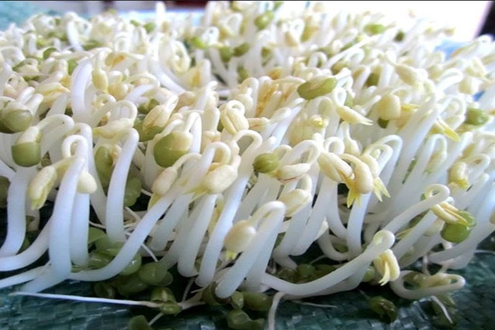 Dưới đây là những món ăn từ giá đỗ có tác dụng chữa yếu sinh lý cho nam giới vô cùng hữu hiệu được các chị em truyền tai nhau: