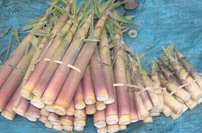 Tháng 3 là thời điểm măng đắng đang mọc rộ và thường được bày bán nhiều ở các chợ vùng cao. Có rất nhiều món ăn từ măng đắng vô cùng hấp dẫn và khá dễ chế biến.