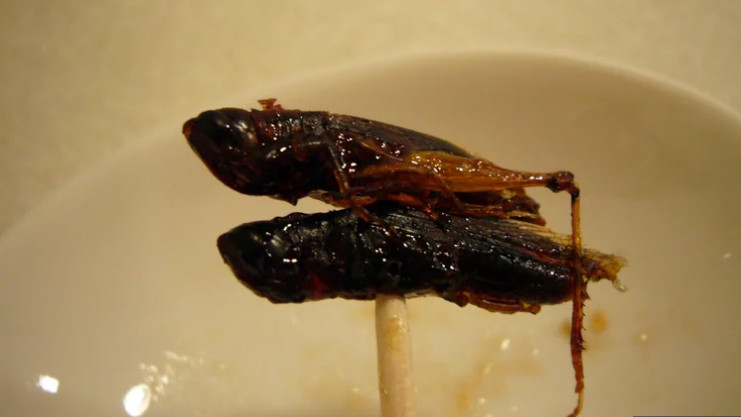 Châu chấu chiên: Đây là món ăn có tên gọi là inago no tsukudani, món ăn xuất hiện phổ biến trên thực đơn của người Nhật Bản. Châu chấu được chiên giòn và xiên trên que tre, đây là món ăn đường phố và cũng có thể trở thành món khai vị ở nhiều nhà hàng.