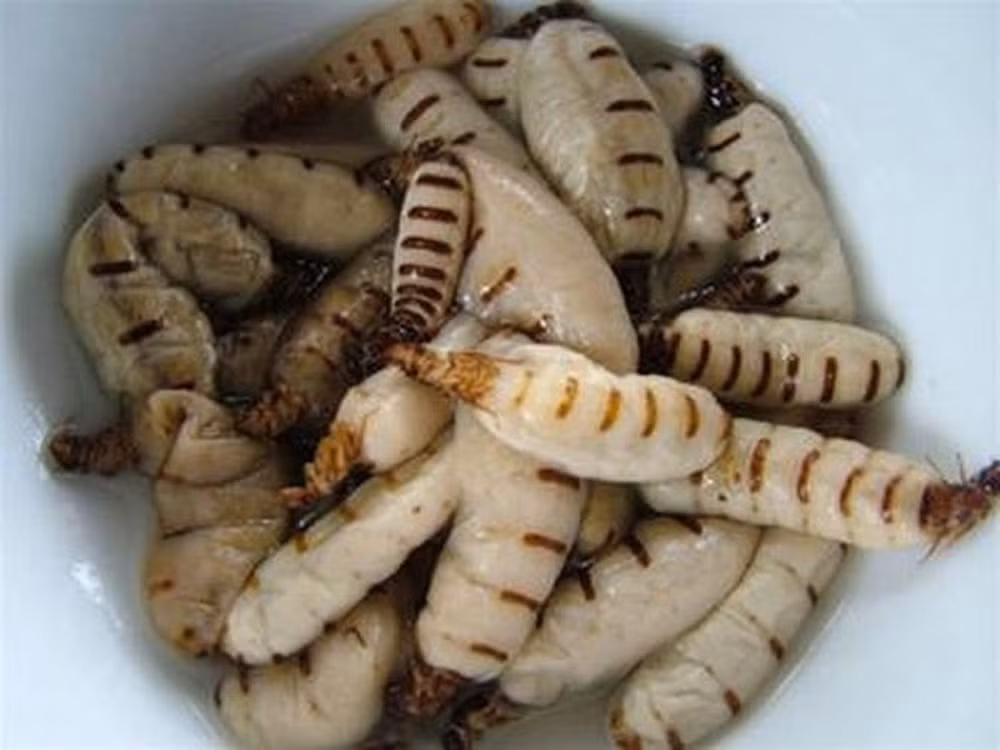 Theo đó, mối chúa ngâm rượu sẽ tốt hơn khi chế biến thành các món ăn khác. Mỗi buổi tối, nam giới nên uống từ 1-2 chén rượu nhỏ mối chúa, không quá 60ml sẽ có tác dụng rất tốt trong việc bổ thận, tráng dương, tăng cường hoạt động sinh lý. Với người cơ địa nhạy cảm, dễ bị dị ứng thì không nên ăn mối chúa. Ảnh: Internet.