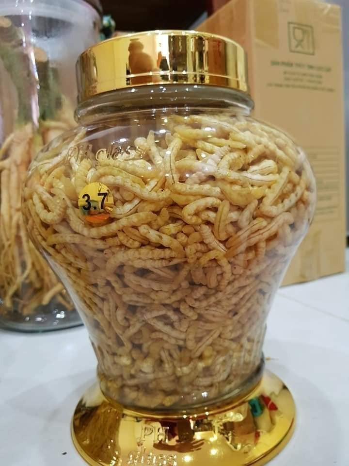 Sâu chít được biết đến là một loại “thần dược” như đông trùng hạ thảo sạch tự nhiên, có nhiều công năng tốt cho sức khỏe con người. Ảnh: Dân Việt.