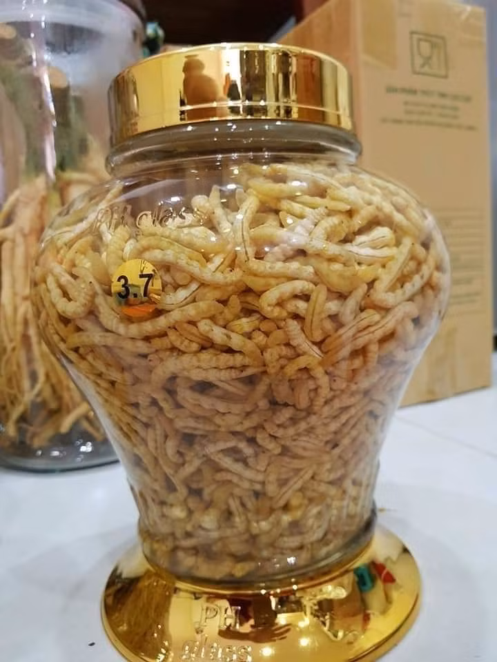 Sâu chít được biết đến là một loại “thần dược” như đông trùng hạ thảo sạch tự nhiên, có nhiều công năng tốt cho sức khỏe con người. Ảnh: Dân Việt.