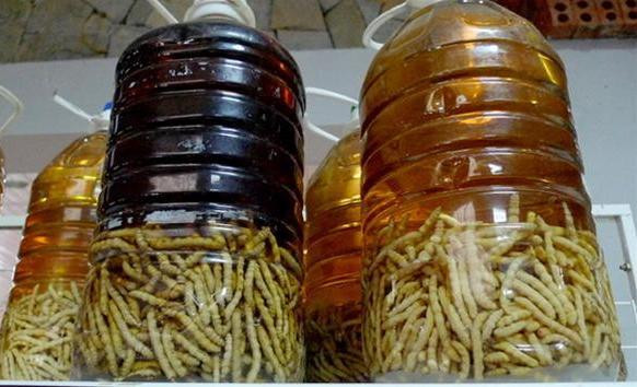 Ở Điện Biên, mùa sâu chít thường kéo dài khoảng 4 tháng, từ tháng 11 năm trước đến cuối tháng 2 năm sau. Sâu chít thường xuất hiện nhiều ở một số huyện như: Nậm Pồ, Điện Biên Đông, Mường Áng... Tranh thủ khoảng thời gian này, nhiều người dân địa phương đổ xô lên rừng săn tìm sâu chít về bán kiếm thêm thu nhập. Ảnh: Vietnamnet.