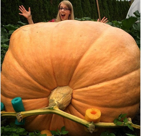 Quả bí ngô siêu "khủng" đủ cho cả làng ăn.