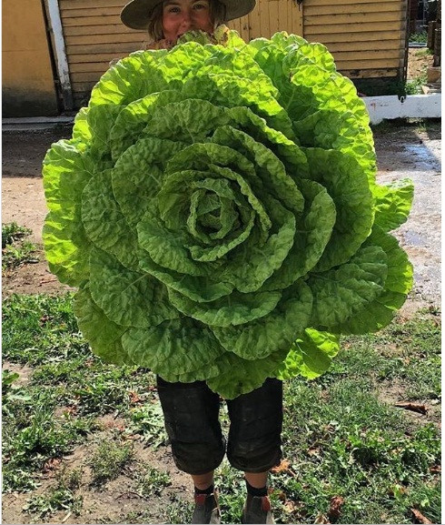 Cây cải khổng lồ trông giống như một bông hoa "khủng".