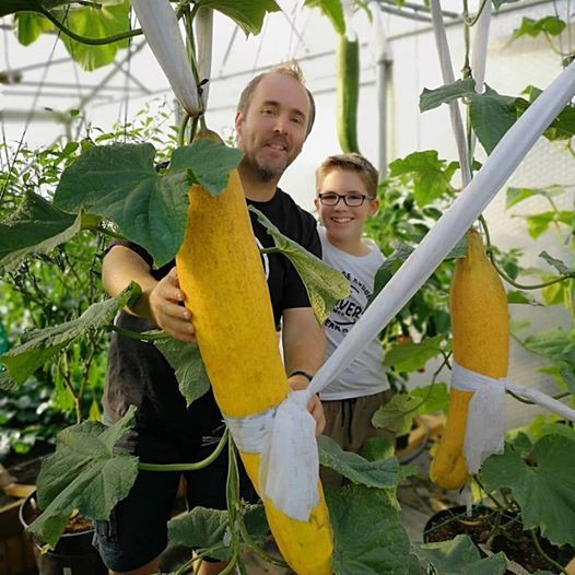 Quả dưa chuột dài gần bằng người.