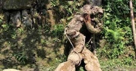 Dao duoc re cay hinh nguoi, ban hon tram trieu tuong lai, hoa ra van lo