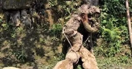 Dao duoc re cay hinh nguoi, ban hon tram trieu tuong lai, hoa ra van lo