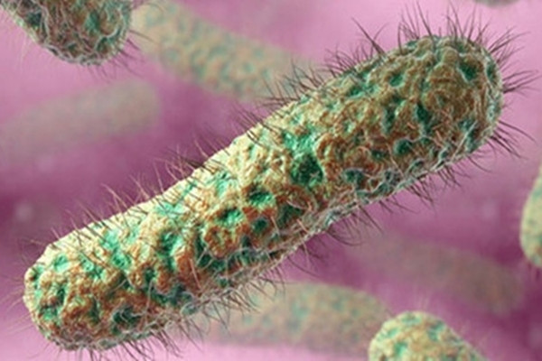 Đây là bệnh ít gặp, không gây thành dịch, nhưng bệnh cảnh thường tiến triển nặng, có tỉ lệ tử vong cao, đặc biệt ở những người mắc bệnh mãn tính. Ảnh: Internet.