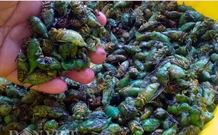 Ve sầu non hay còn gọi là nhộng ve sầu được xem là món ăn dân giã, quen thuộc ở nhiều vùng quê. Những năm gần đây, các món ăn từ ve sầu bỗng nhiên được ưa chuộng, trở thành đặc sản đắt đỏ được nhiều người tìm mua.