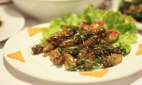 Nhộng ve sầu là món đặc sản hấp dẫn và nhiều dinh dưỡng chỉ có trong khoảng thời gian ngắn trong năm. Món ăn này không phải có tiền là mua được mà còn mang đến thú vui khi được đi soi ve, chờ được thưởng thức món nhộng ve với một hương vị dân dã khó quên. Ảnh: Internet. 